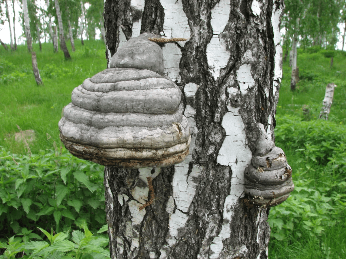 Берёзовая чага