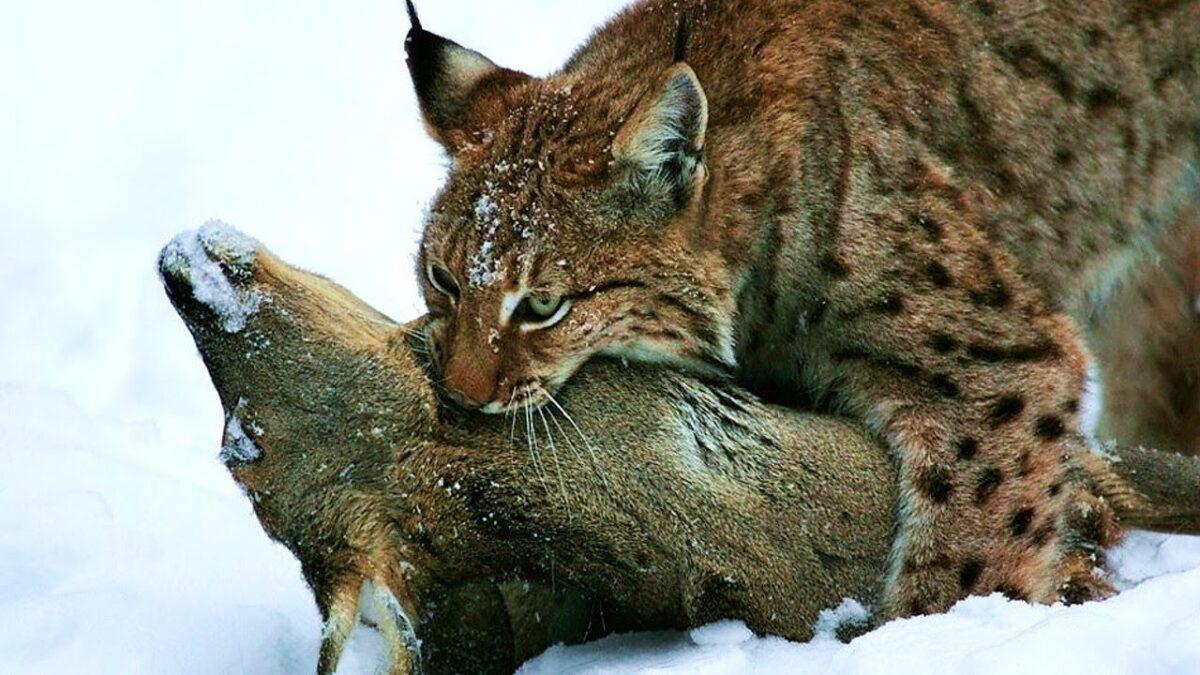 Как охотится рысь