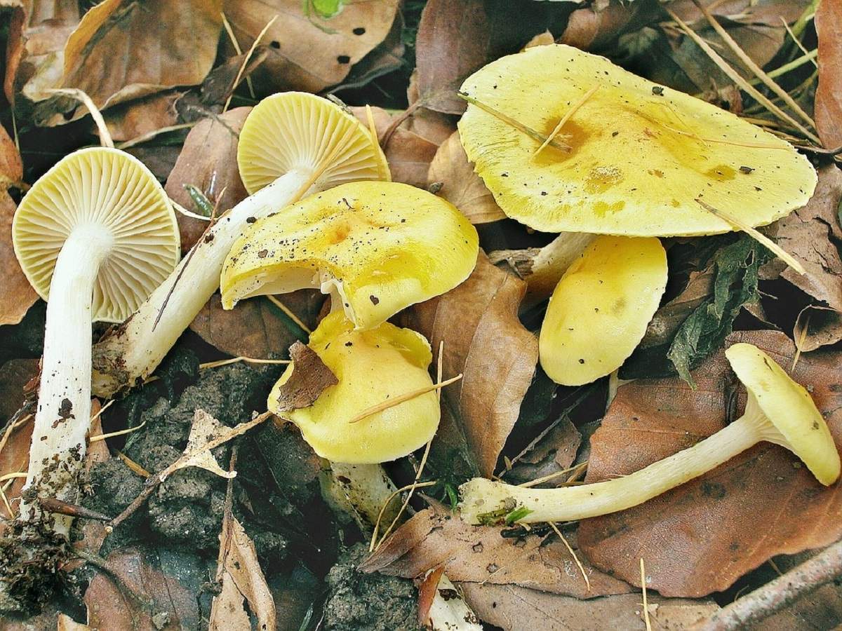 Характеристики гигрофора