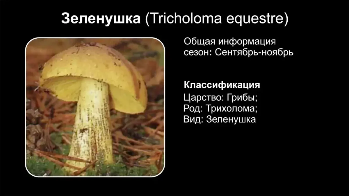 Гриб зеленушка