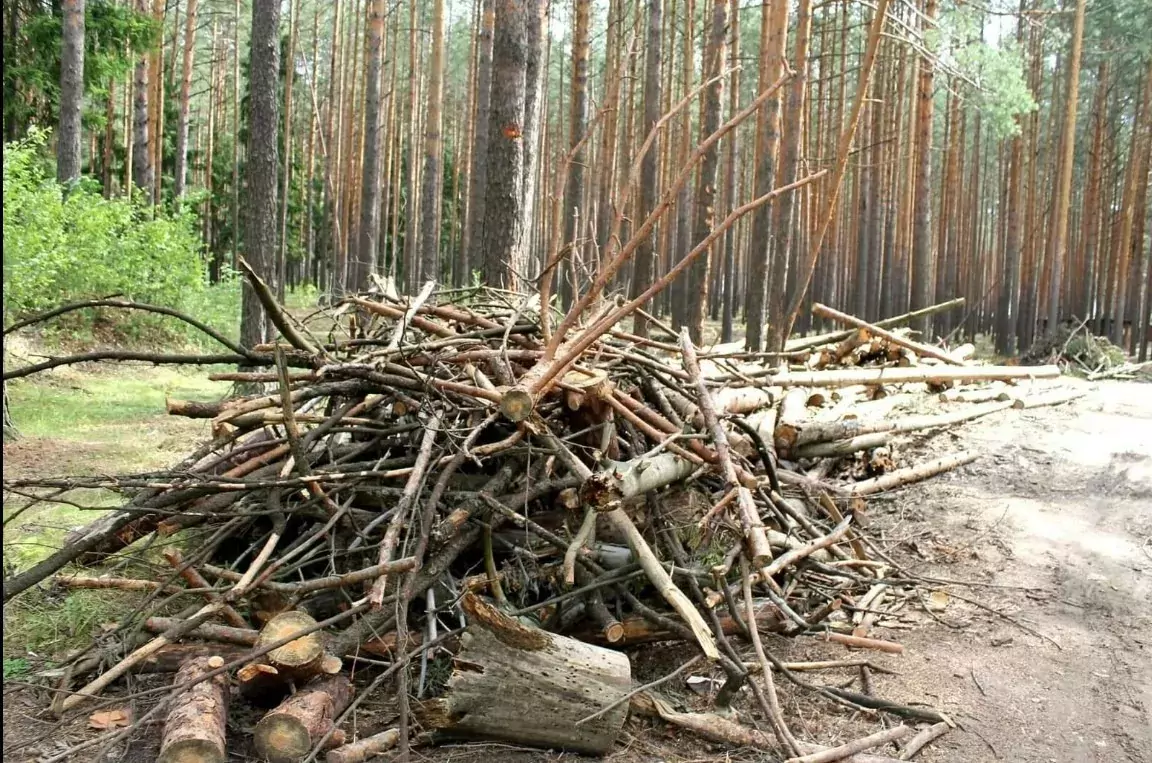 Хворост и дрова