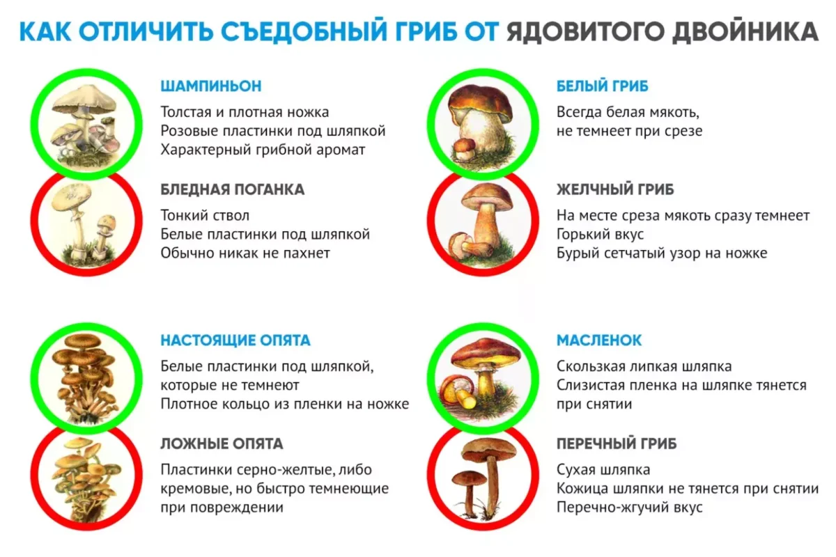 Ядовитые грибы