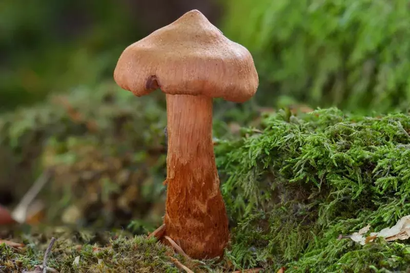 Паутинник красивейший