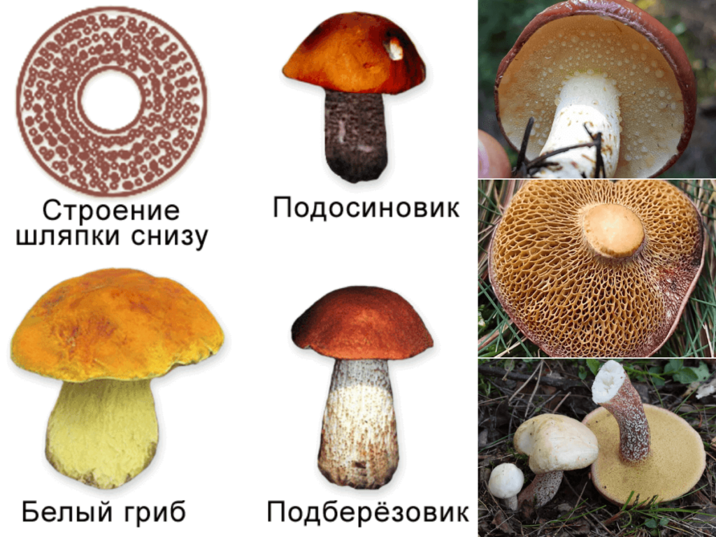 Трубчатые грибы