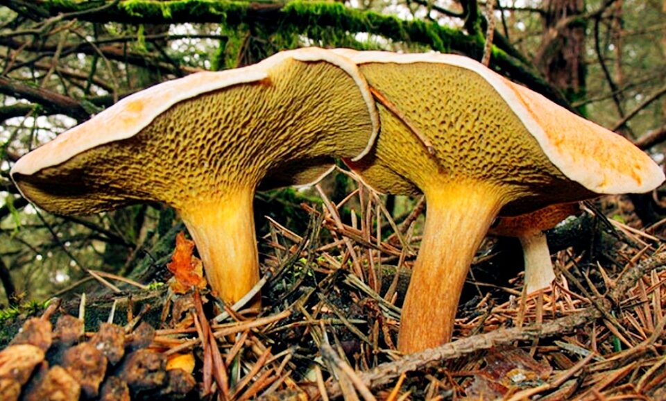 Козляк (Suillus bovinus)
