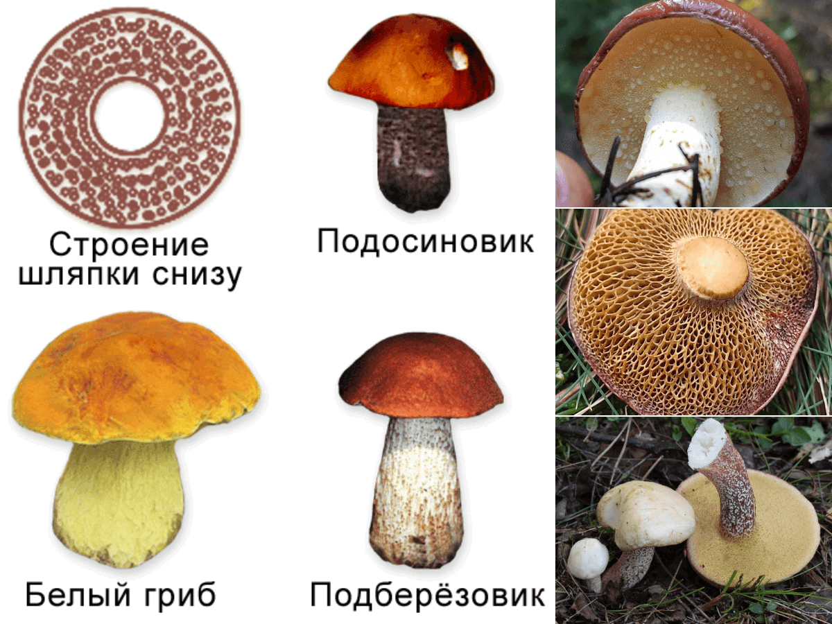 Трубчатые грибы
