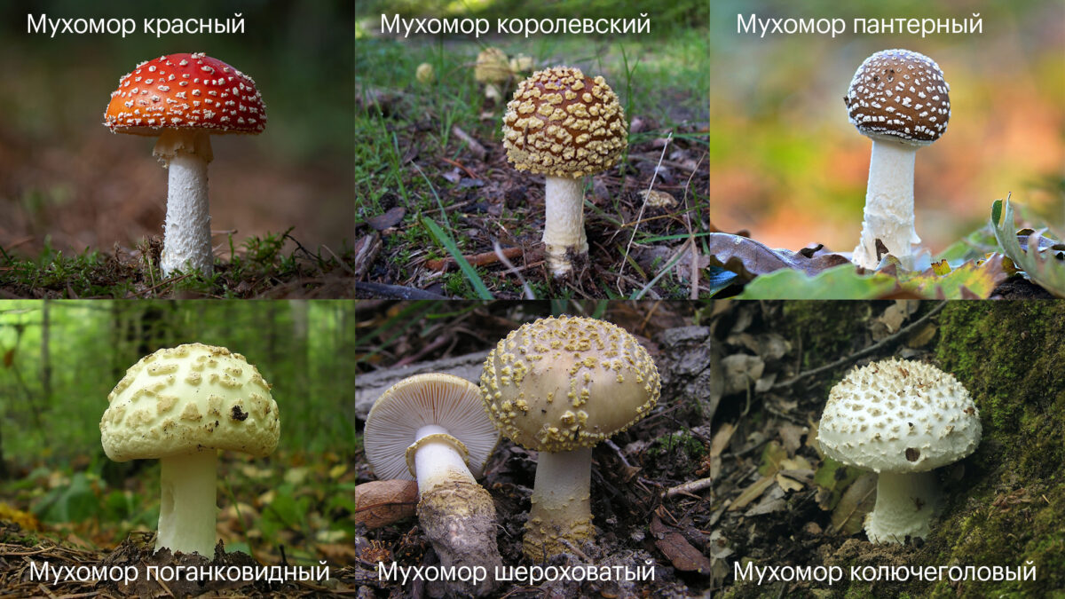 Мухомор