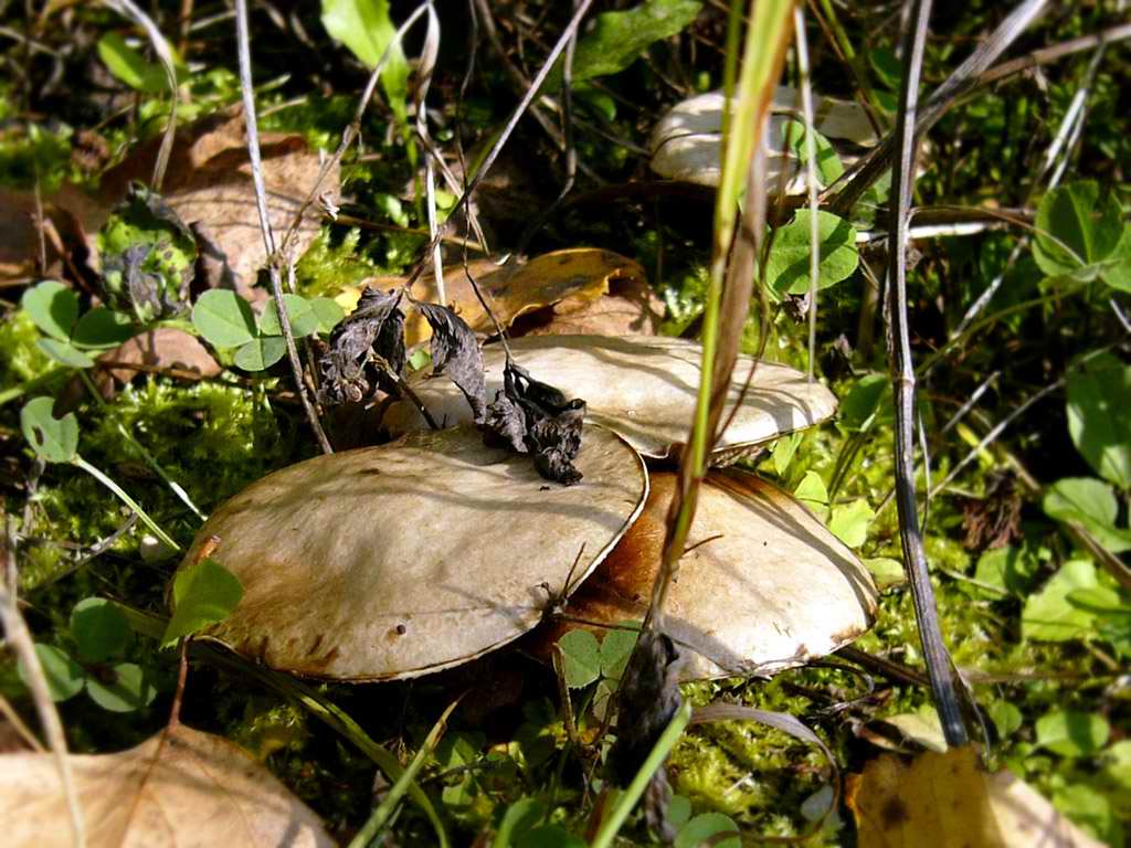 Маслёнок серый Suillus Aeruginascens