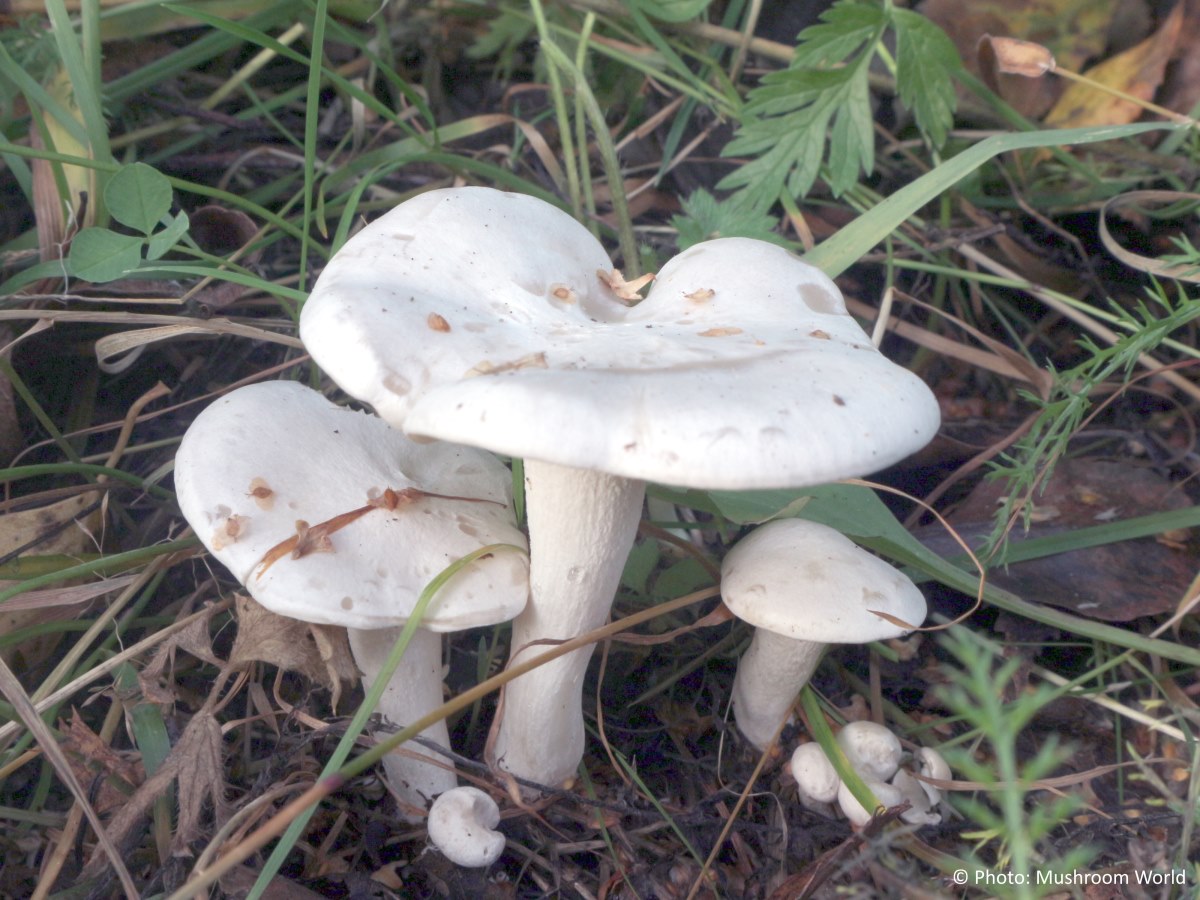 Ложные двойники