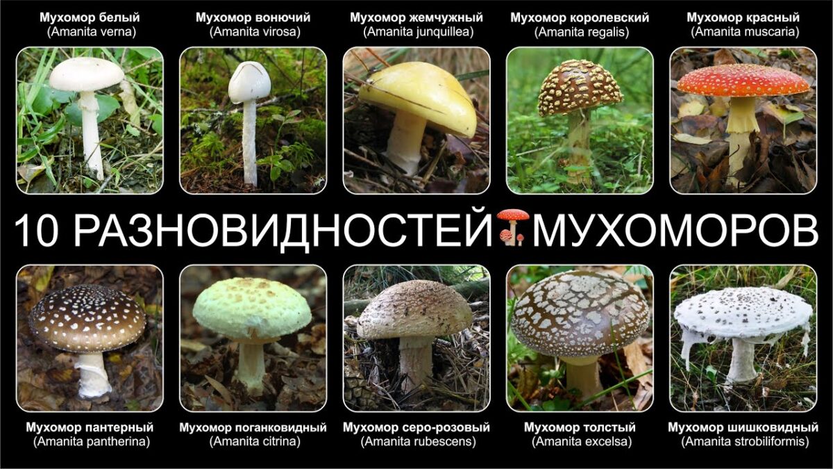 Другие виды мухоморов