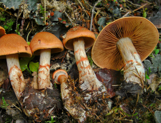 Паутинники