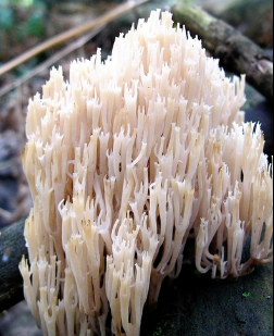 Грифола курчавая