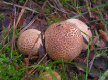 Перидий