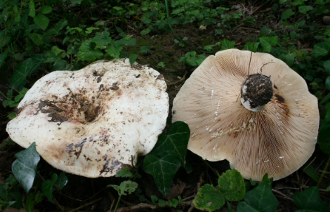 Lactarius camphoratus