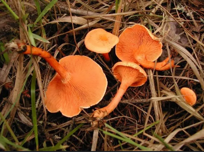 Ложная лисичка