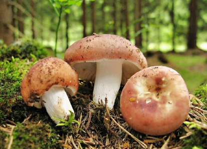 Сыроежки