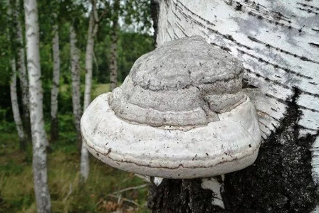 Классический рецепт
