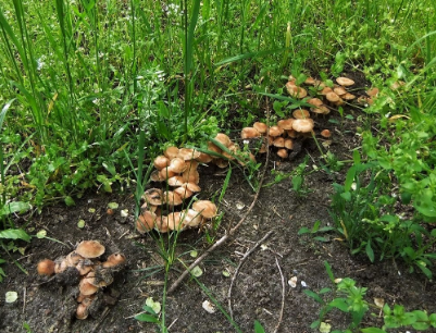 Кольчатый колпак