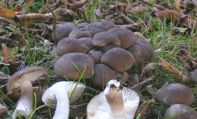 Рядовка скученная