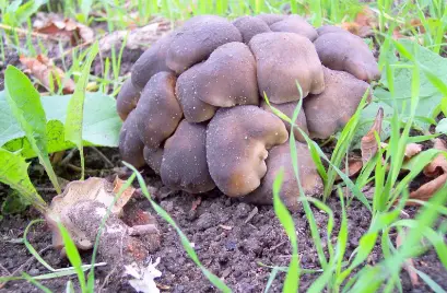 Рядовка скученная