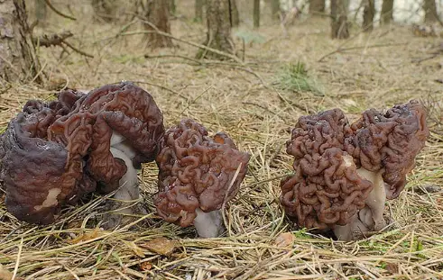 Строчки