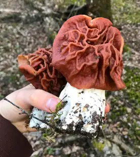 Строчки