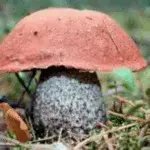 Интересные факты